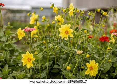 Many beauty flowers, yellow daisy close-up. Shallow depth-of-field