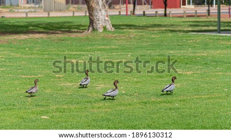 Australian wood ducks on the grass at Bernard Park Northam WA