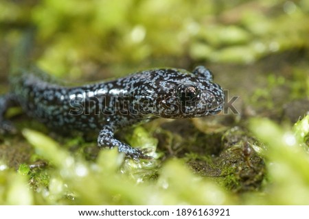 A nice blue dotted juvenile of the Northeast Salamander, Hynobius lichenatus on green moss