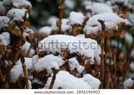 old flowers of hydrangea in the snow
