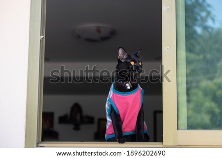 A black cat is wearing cloth