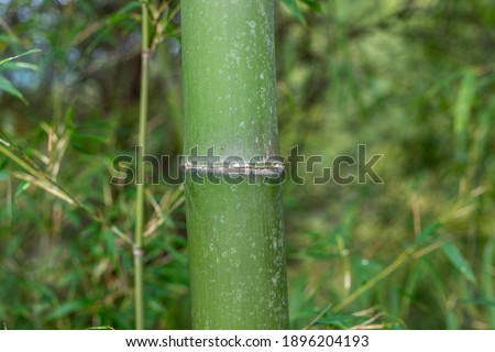 Close up view of bamboo trunk