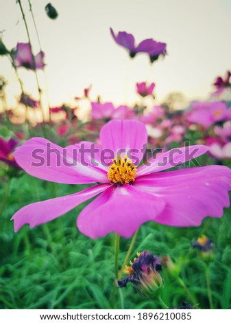 Close up yellow pollen of cosmos Sulphur flowers, tropical flowers plants growing in the countryside farming with beautiful sunlight background, holiday travel concept.