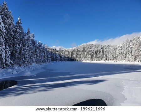Amazing Snow Forest in the Mountains during the Winter