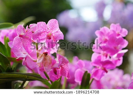 Cloase up photo of Pink and violet Vanda orchid flowers, also known as Vanda coerulea Griff,  in the garden.