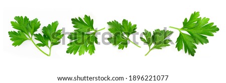 Fresh green vegan vitamin parsley isolated on white background Royalty-Free Stock Photo #1896221077