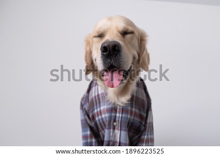 Cute golden retriever sit on a white background in a plaid shirt. Funny dog in clothes.