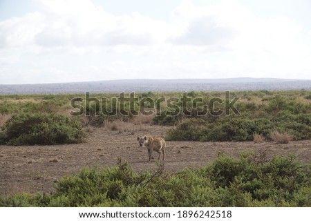 Hyena alone in the wild