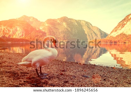 In beautiful sunset colors bird posing. White on tranquil waters. Love and greatness of beings.