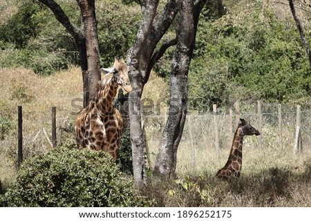 Group of giraffes in the wood