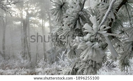 Frozen fir branches in the mountains in Austria