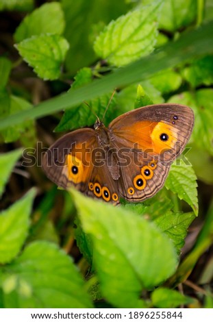 Tussock ringlet, also known as Common tussok. Perched on a weed flower Royalty-Free Stock Photo #1896255844