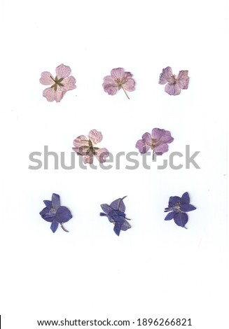 Dried flowers and leaves on a white background for scrapbooking