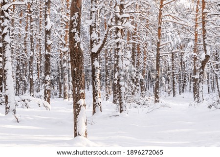 Pine forest in winter (Poland)