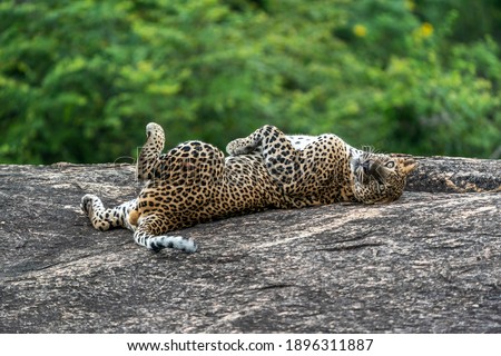 A well-grown leopard is on a rock and posing to the camera at eye level. This picture shows details of the cat, sharp eyes, and clear background, this was taken in a wildlife park in Sri Lanka ( Yala)