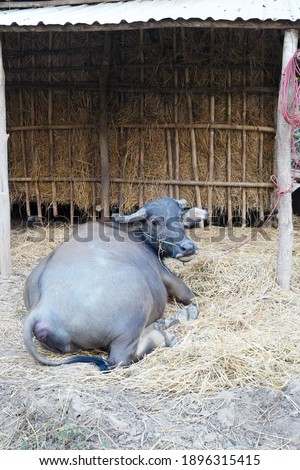 One big buffalo behind a haystack.