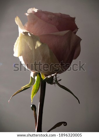 Delicate rose on a white background in the sun