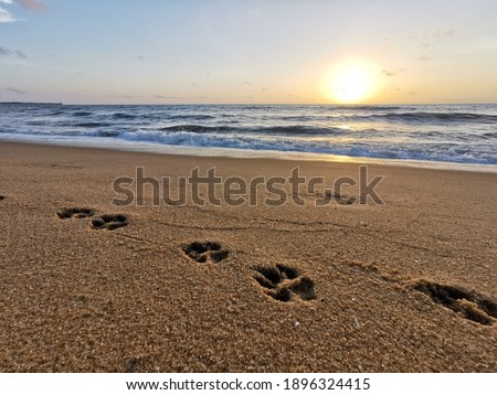 Paw prints on the beach with sunset