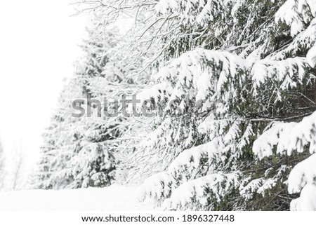 Scenic image of spruces trees. Winter forest with snow-covered fir trees. Frosty day, calm winter scene. Great picture of wild area. Explore the beauty of earth. 