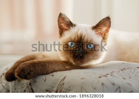 Cat on pillow inside window, portrait kitty on windowsill. Shallow DOF Royalty-Free Stock Photo #1896328018