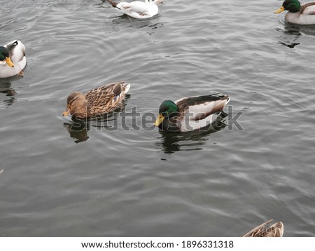 colorful wild ducks in the cold water