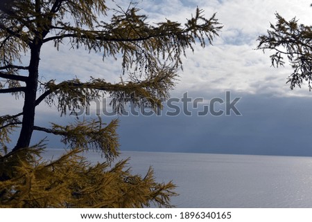 fir with autumn foliage on the background of Lake Baikal