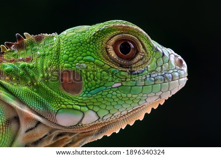 Beautiful red iguana closeup head on wood, animal closeup Royalty-Free Stock Photo #1896340324