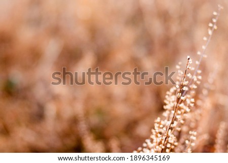 Dry plants and flowers close-up and macro, autumn colors in the field at sunset, Georgia
