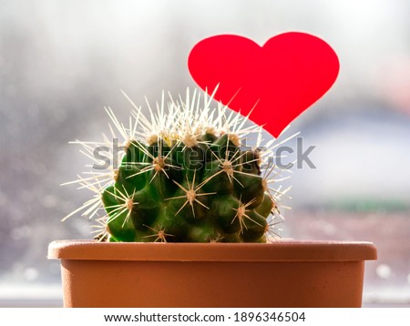 Red valentine heart on a cactus on the background of a window