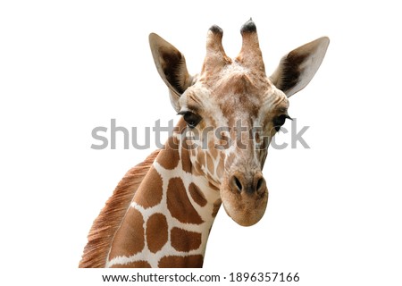 Close-up photo of giraffe face isolated on white background Royalty-Free Stock Photo #1896357166