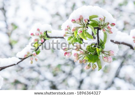 Apple tree with unfolded blossoms covered with snow in springtime in the garden in morning sunlight  after snowstorm, horticulture, cold weather damages to agriculture  concept