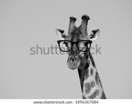 giraffe with glasses, black and white effect