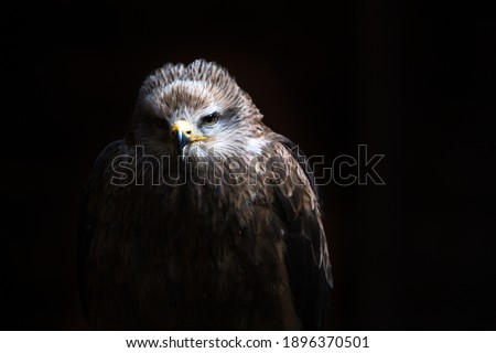 A photo of a Black kite (Milvus migrans), with all light naturally occuring creating the black background. This is a bird is a raptor.