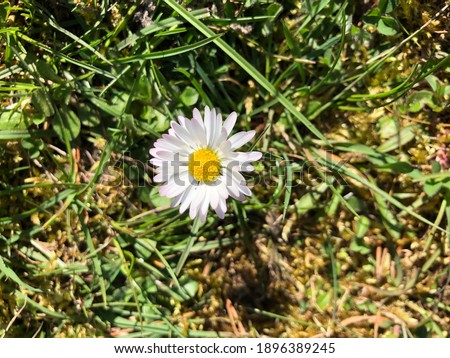 Nature picture of common danish flower