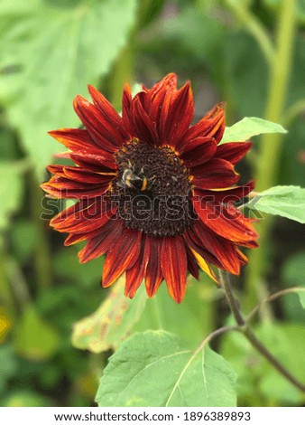 Flower with bee summer pollen