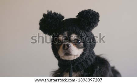 Serious chihuahua dog in a funny mouse hat, warm funny clothing for dogs, getting warm because of winter cold