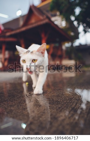 Natural Siamese cats in Thailand