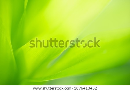 Abstract blurred out of focus and blurred green leaf nature background under sunlight with bokeh and copy space using as background natural plants landscape, ecology wallpaper concept.