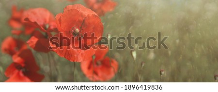 abstract diffocus image of poppies common poppy, corn rose, field poppy, flanders poppy, red poppy, red weed, cocliko. on defocused natural background. illustration of summer and highlight