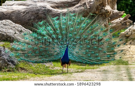The Indian peafowl or blue peafowl, Pavo cristatus is a large and brightly coloured bird, is a species of peafowl native to South Asia, but introduced in many other parts of the world. Royalty-Free Stock Photo #1896423298