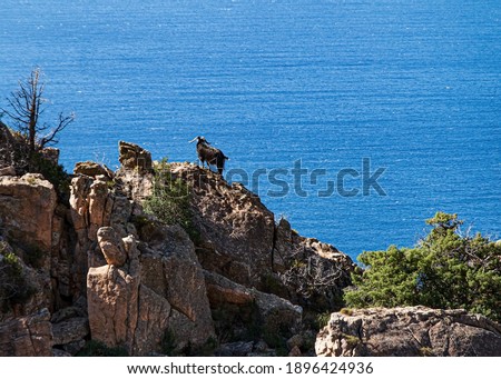Mouflon standing on a rock formation in the bizzare landscape of Calanche de Piana, located in n the Gulf of Porto, on the west coast of Corsica, France.