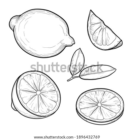 Set of lemons. Citrus fruit drawing. Isolated vector illustration. Royalty-Free Stock Photo #1896432769