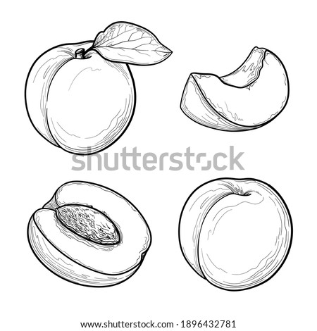 Apricot vector drawing set. Fruits drawings isolated on a white background. Royalty-Free Stock Photo #1896432781