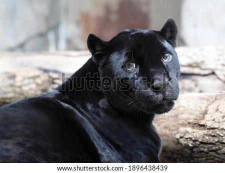 Photo bright black portrait of a panther sadness for the animal world.