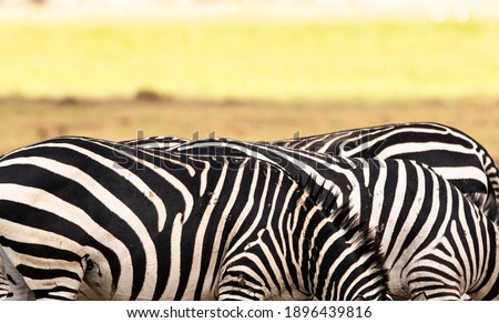 Zebra Family in the Wild - Wildlife