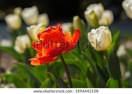 Red and white tulips close-up in the garden. Beautiful spring flower background. Soft focus and bright lighting.Blurred background with space for text.Flowerbed in the bright sunlight.Macro,copy space