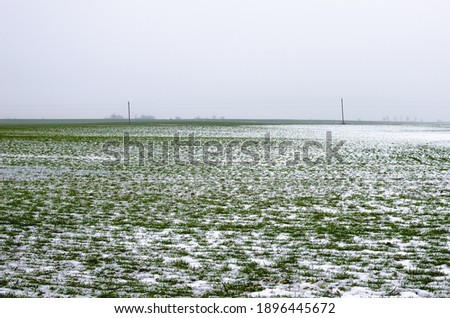 Snow-covered crops of winter wheat, grass under the snow. Warm winter threatens wheat harvest Royalty-Free Stock Photo #1896445672