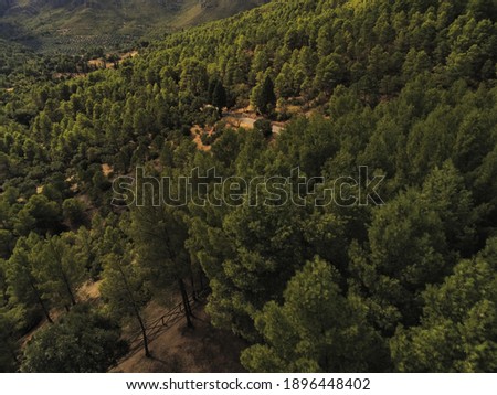 lush forest on the banks of the el Tranco reservoir, Cazorla, Spain. View trees and branches