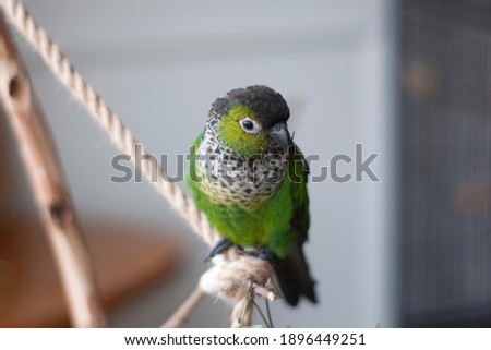 Cute Black Capped Conure Playing on a tree perch Royalty-Free Stock Photo #1896449251