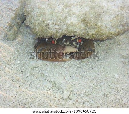 
Ocean dwellers in the Maldives. Crab.
